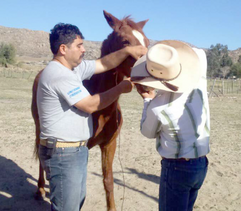 Veterinario y movilizador de profesionales de la salud