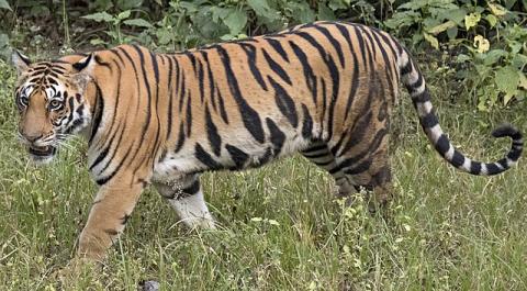 Tigre
